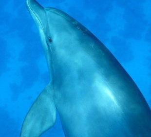 Delfine erleben mit Yasser