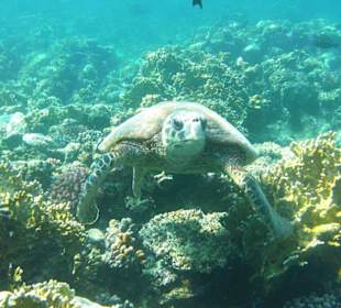 Schildkröte am Hausriff Three Corners Fayrouz Plaza Beach Re