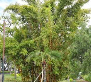 Impressione aus dem Parque de Santa Catarina