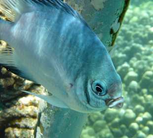 Weißbauch-Riffbarsch