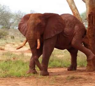 Sarova Salt Lick Game Lodge