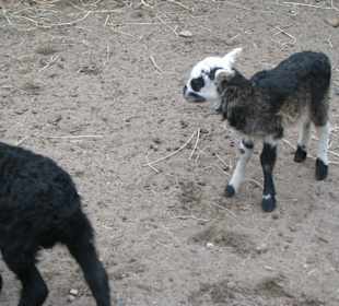 Lamm