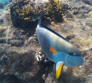 Schnorcheln Hurghada