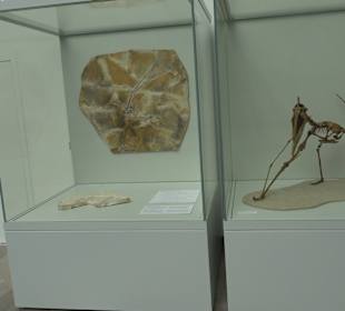 Staatliches Naturkunde Museum