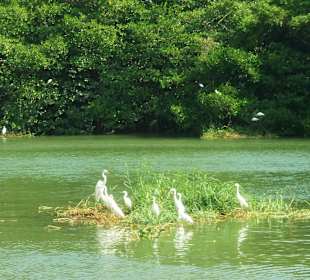 Schwimmende Insel im Black River