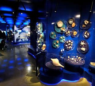 Exponate der "WasserWelten"