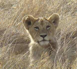 Jeszcze mały, chyba nie groźny