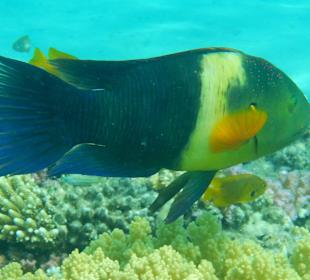 Besenschwanzprachtlippfisch