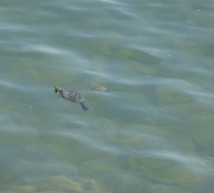 Schildkröten im Wasser des Lac de la Raho
