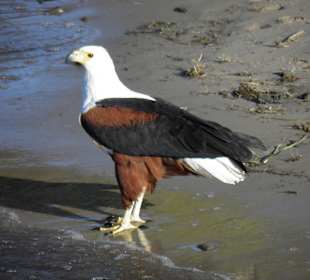 Im Chobe Nationalpark