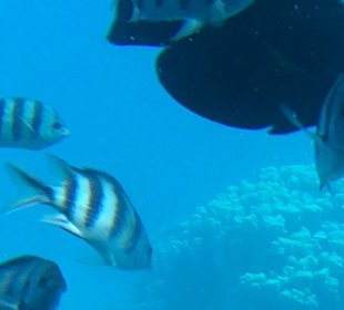 Unterwasserbild vom U-boot aus