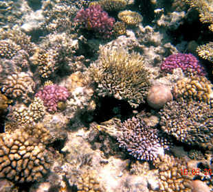 Farbige Unterwasserwelt