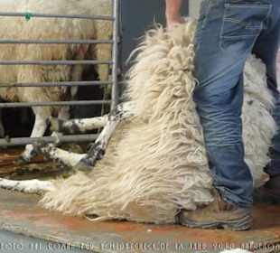 Vorbereitung der Schafschur