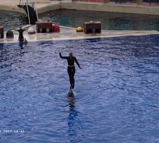 Delphinshow im Marineland Antibes