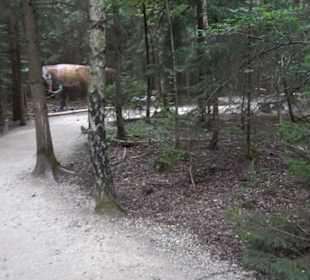 Dinosaurier Museum Altmühltal