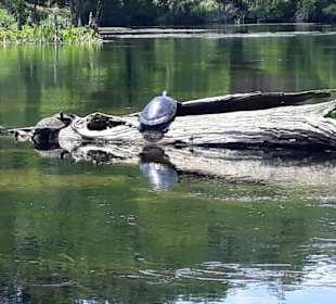 Wasserschildkröten beim Sonnenbaden
