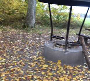 Naturdenkmal Mammutbaum