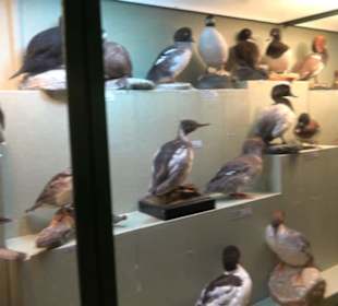 Naturhistorisches Museum