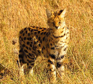 Serval
