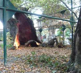 Il figlio del platano d'Ippocrate