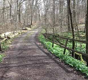 Gomaringer Rundweg - Zu den Giganten im Wald