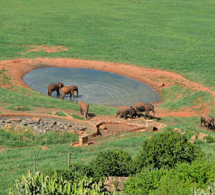 Tsavo East Elefanten