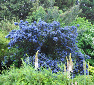 St. James´s Park Impressionen