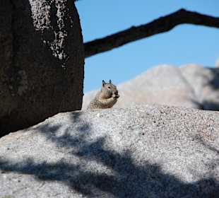 Hörnchen im 17 Miles Drive 