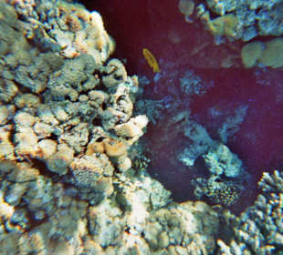 Schnorcheln bei Hurghada