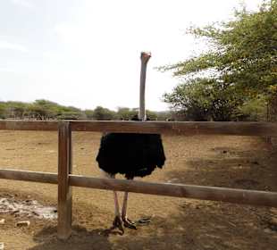 Impressionen von der Straußenfarm