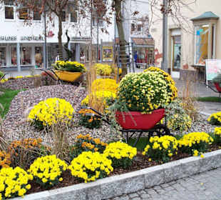 Chrysanthemen Show