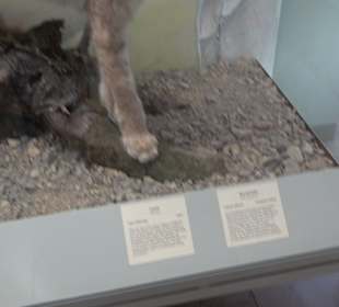 Staatliches Naturkunde Museum