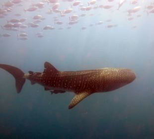 Schnorcheln mit Heien