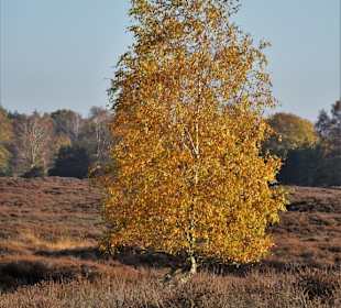 Herbststimmung am Pestruper Gräberfeld