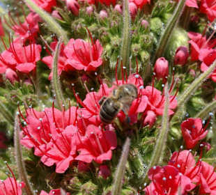 Roter Teide-Natternkopf