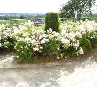 Stadtrundgang Tettnang