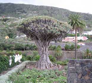Drago Milenario
