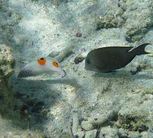 Bunte Fische am Carnelia Beach Resort