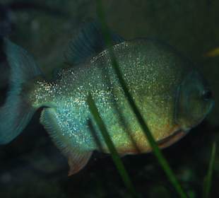 Fisch im Aquariumhaus