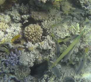 Schnorcheln am Hotelstrand