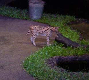 Night Safari - Tiershow