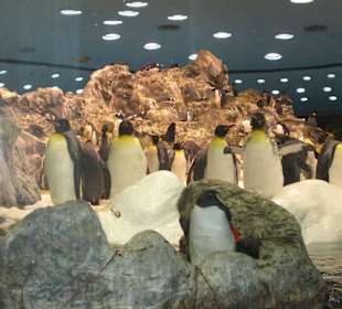 Pinguine