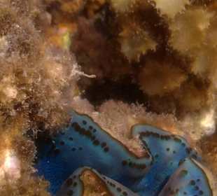 Beim Schnorcheln - Coral Reef mit Tridacna 