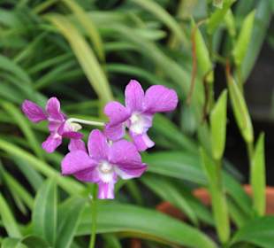 Jardín de Aclimatación de La Orotava