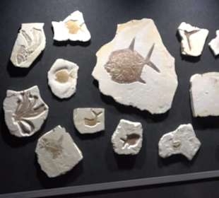 Dinosaurier Museum Altmühltal