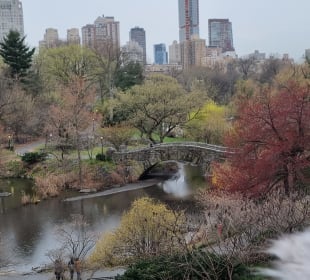 Bunte und kahle Bäume