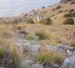 Wanderung Puig de Son Jordi