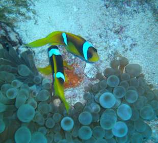 Clownfische