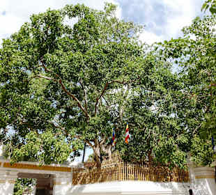 Heiliger Bodhi-Baum