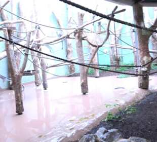 Tierpark Hellabrunn - Welt der Affen